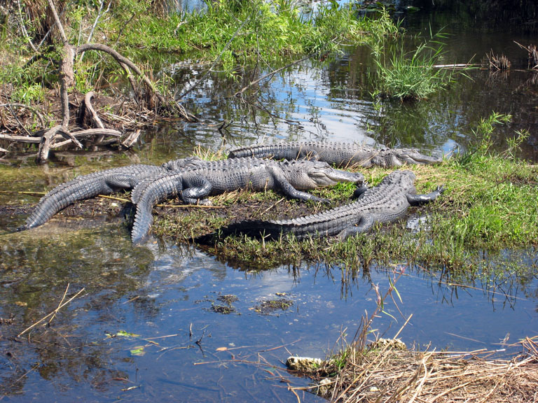 IMG_0277_small.jpg - Gator family