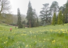 waddesdon flowers